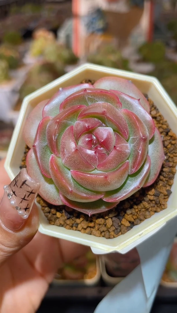 【闪购商品】273珍妮多肉