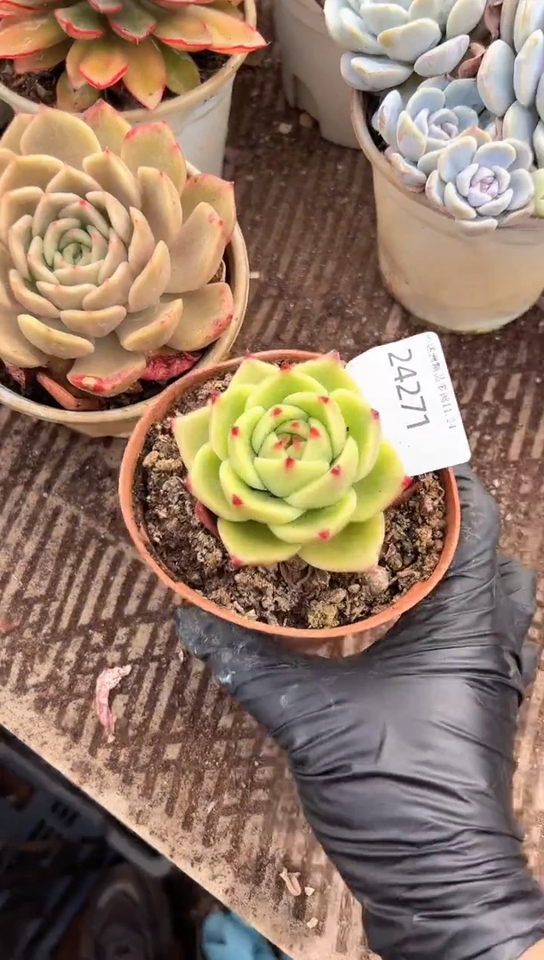 清**兰多肉植物一物一拍24271