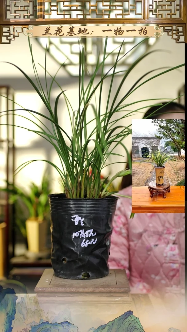 全部花苞雪兰10苗带花苞