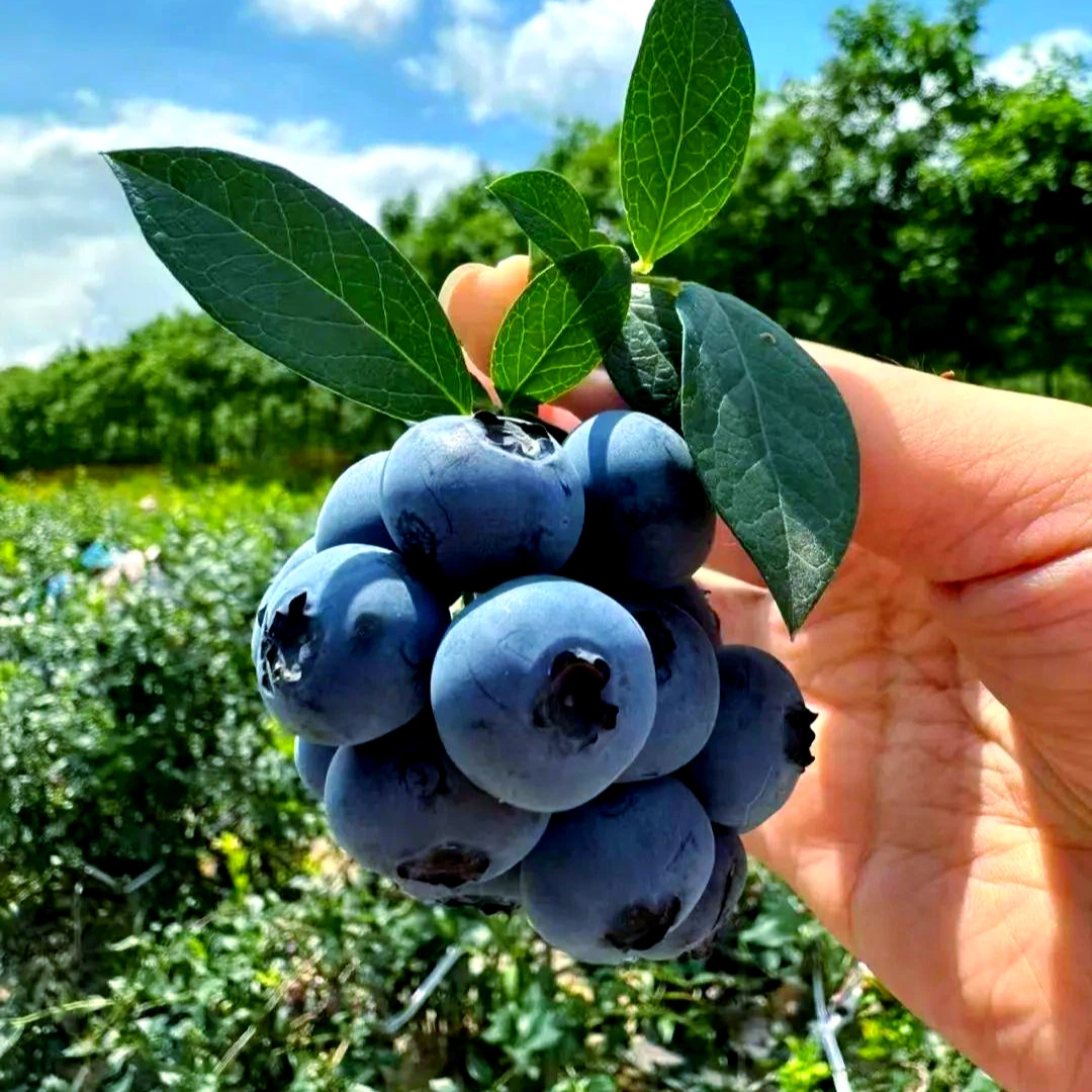 蓝莓云南花香蓝莓L11毛重0.8斤云南省
