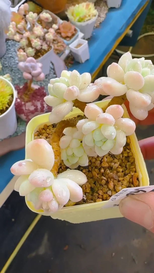 美—391—仙农（罗琦锦)