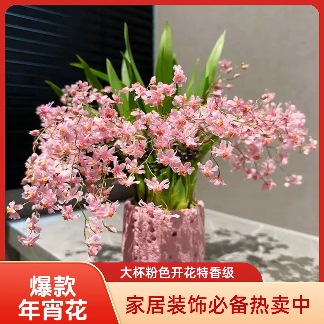 130大杯大粉色梦香兰香水文心兰多支盆栽阳台室内客厅特香年宵花