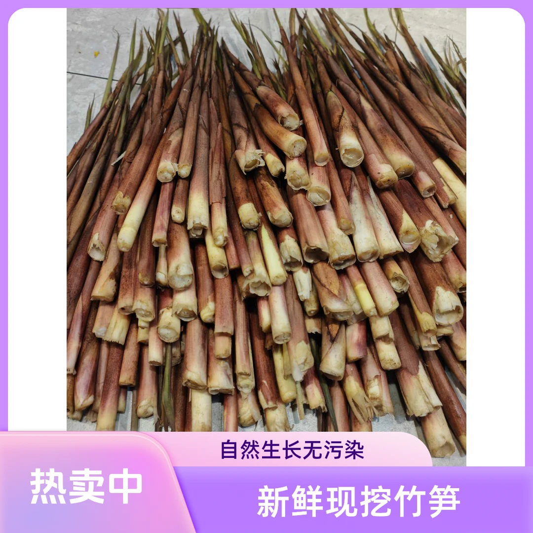 江华竹园寨苦笋小甜笋新鲜当季带壳小竹笋包邮鲜嫩可口农家土特产