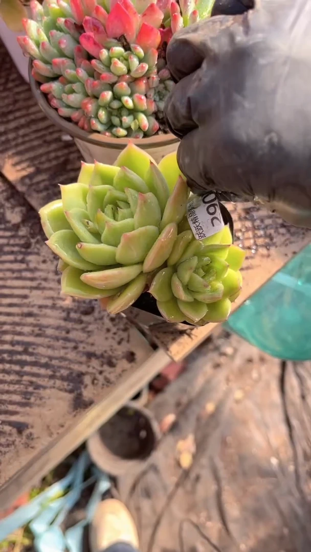 昂**锦跃跃精品多肉29027