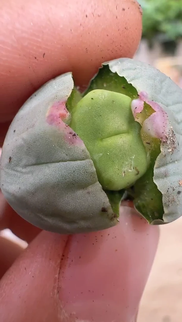 29-318多肉植物肉锥