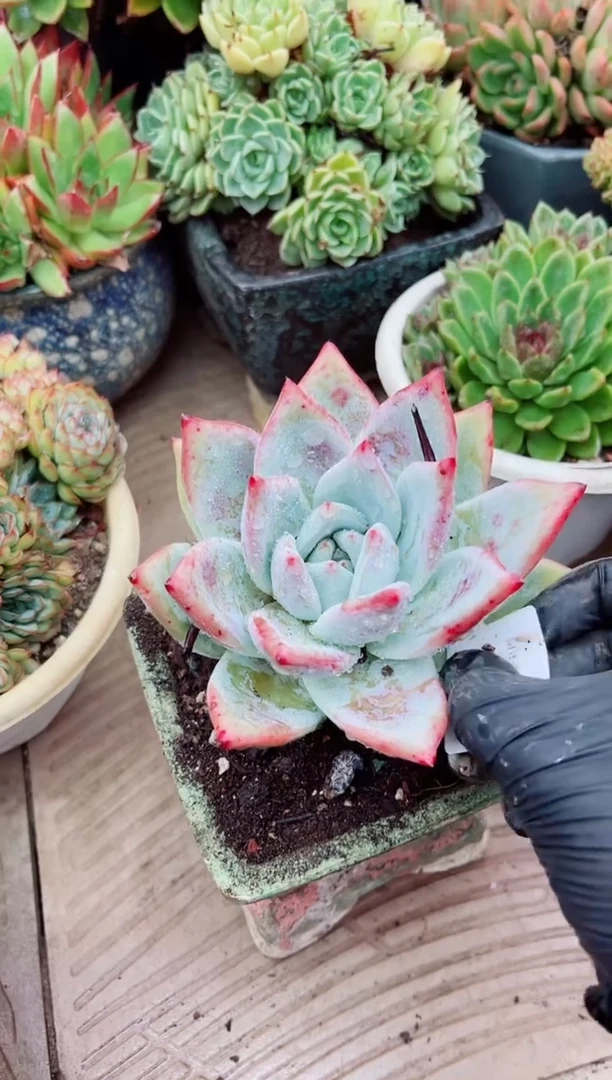 魔*04056多肉植物一物一拍