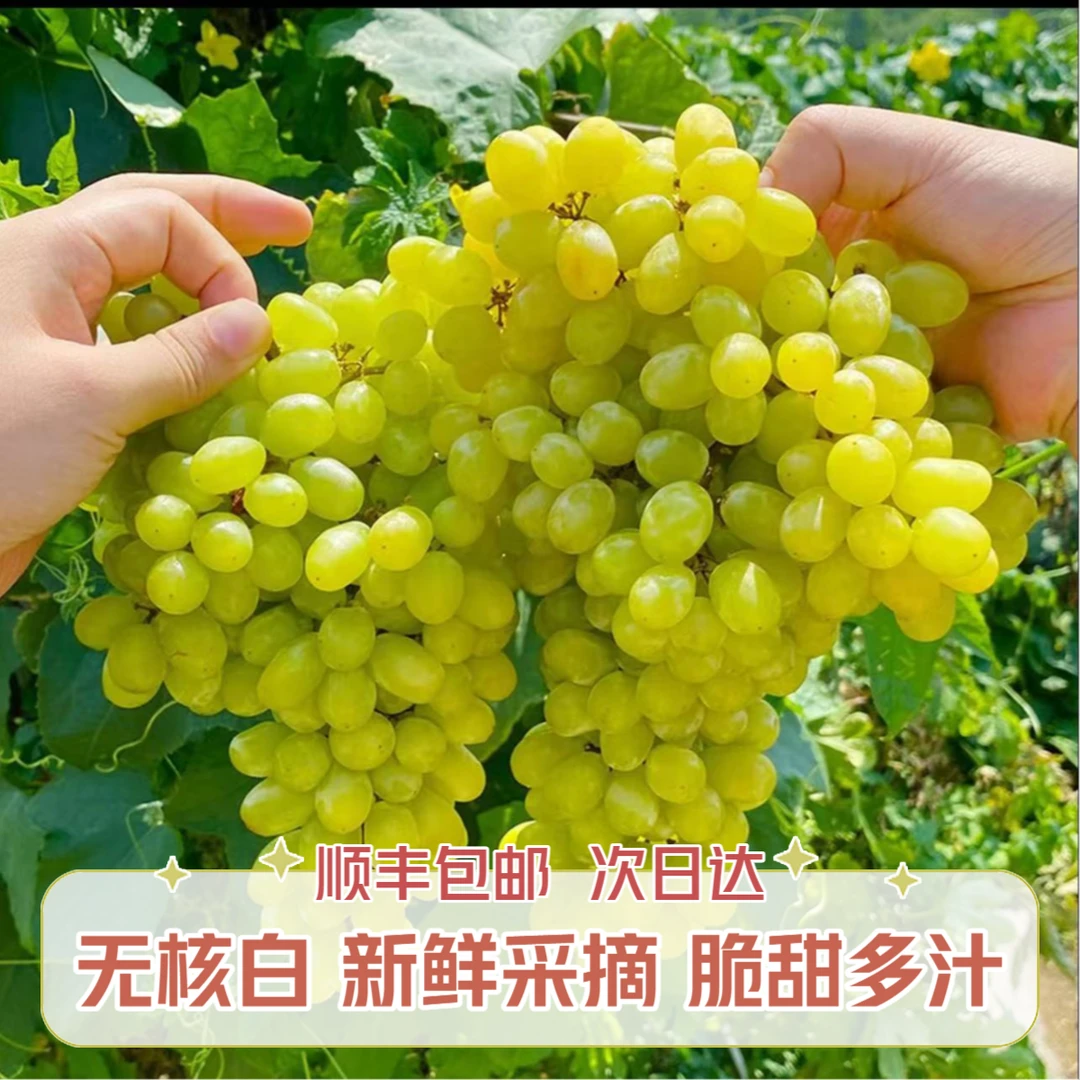 【顺丰包邮】4斤 新疆吐鲁番 火焰山边 奶香无籽白葡萄 小蜜蜂葡萄1商超品质果脆甜多汁xa1新疆维吾尔自治区