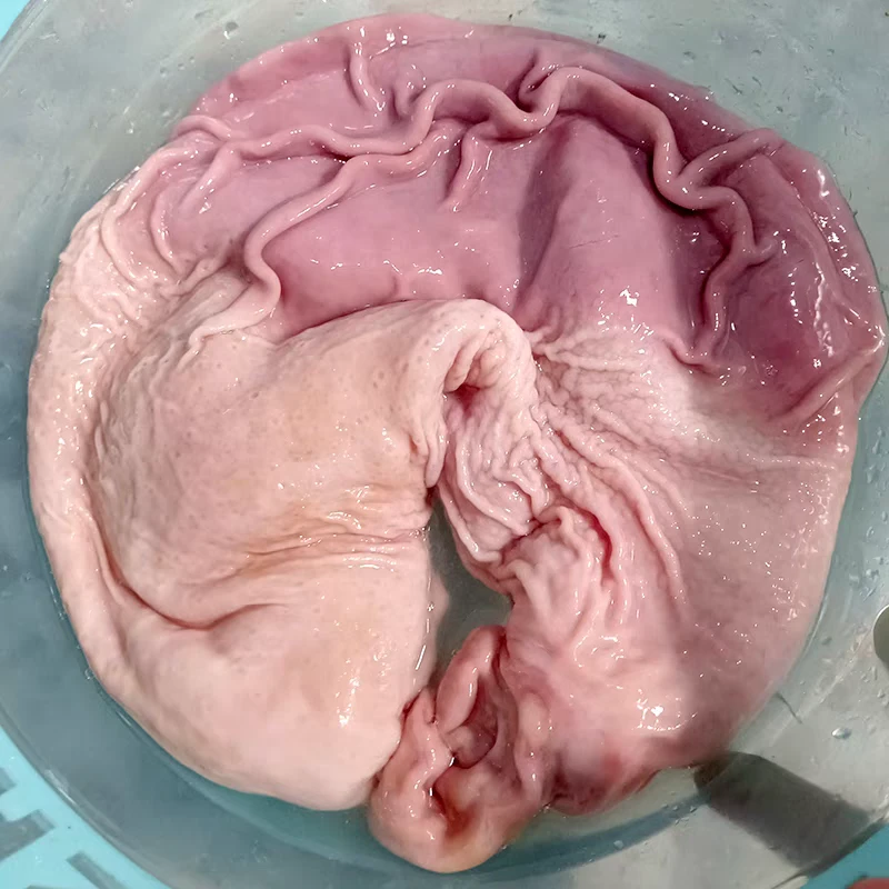 湖北恩施高山农户纯粮食熟食喂养土猪猪肚