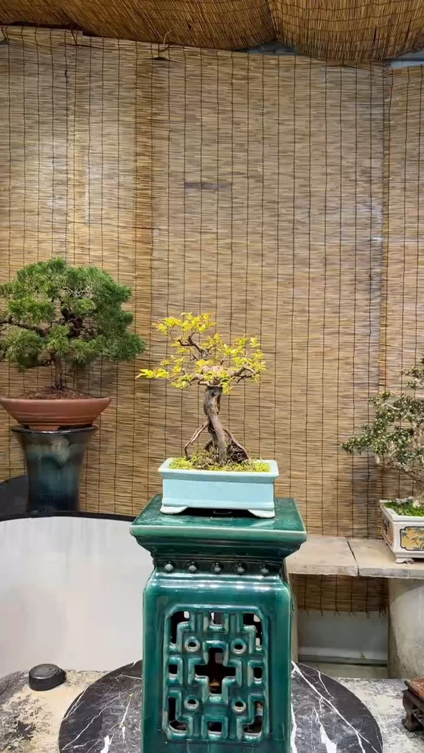 【闪购商品】 小叶雀梅