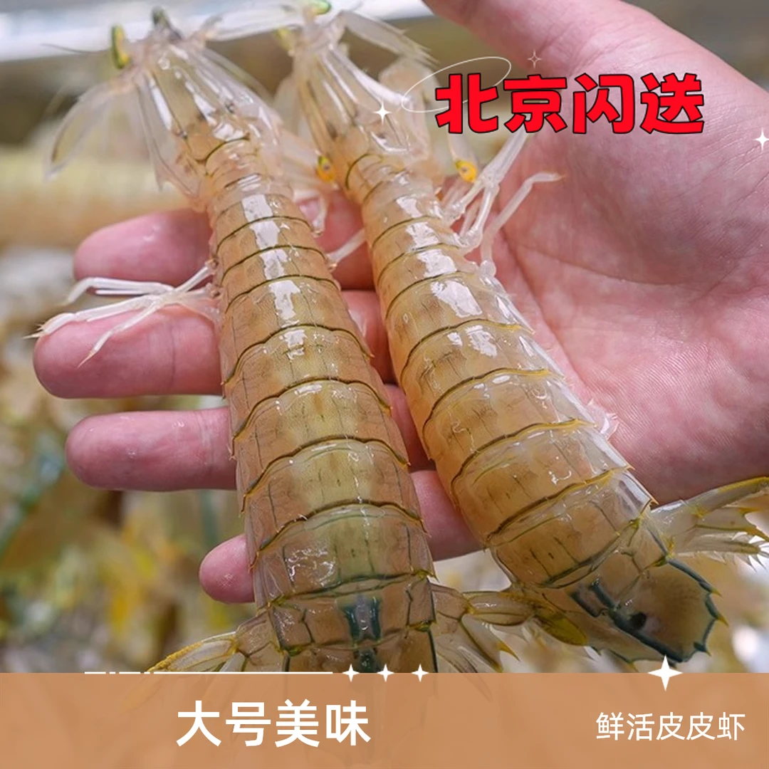 【鲜活皮皮虾】大号 （每斤16-20只左右） 虾爬子大号皮皮虾 【保鲜不保活】爬爬虾 虾爬子