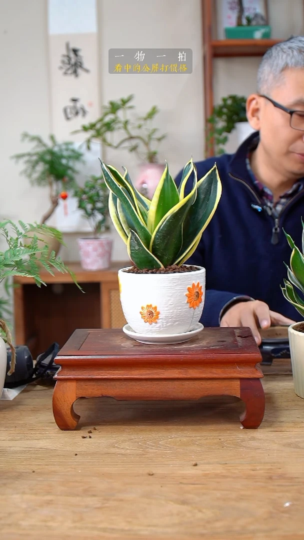 完全开放ঞ****。虎皮兰490