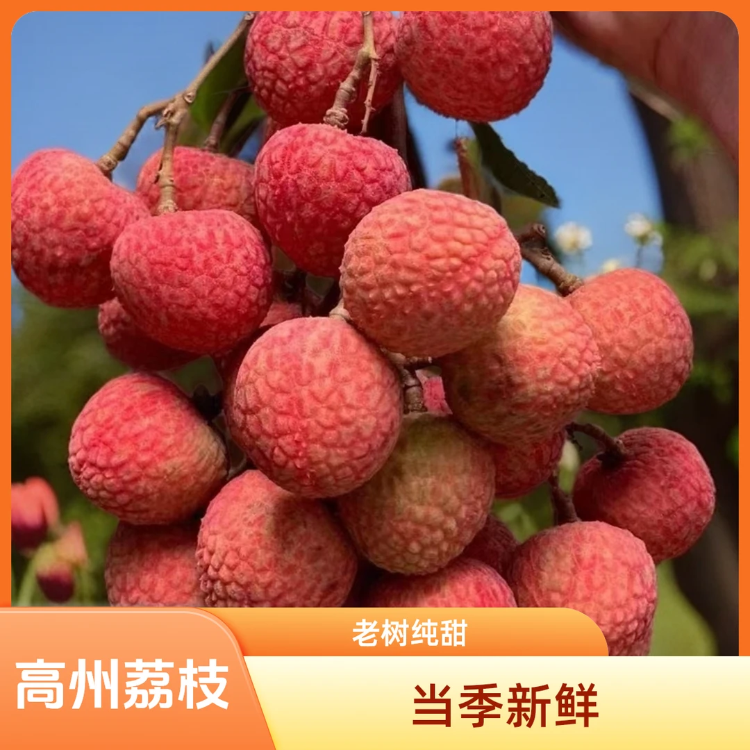 茂名白糖罂荔枝高州头茬荔枝新鲜水果2025当季老树纯甜现摘