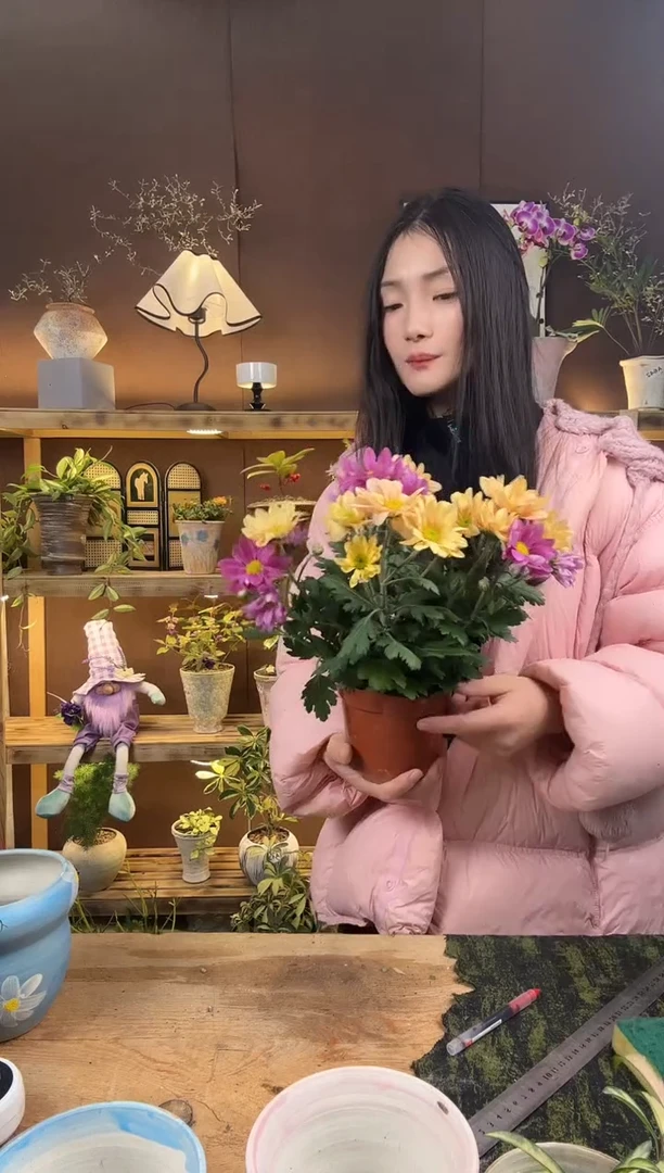 无花朵小菊育苗盆混色252