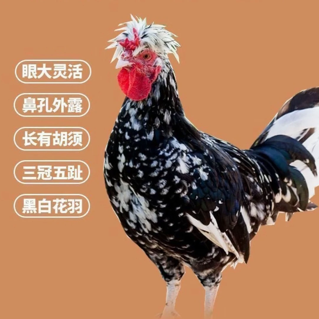 贵妃鸡活体宠物鸡观赏鸡顺丰包邮到家