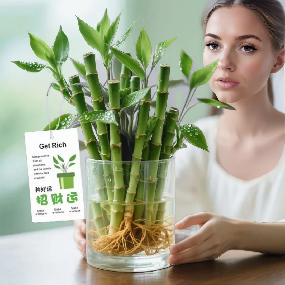 水竹带根易活小号富贵竹迷你开运竹水培竹长文昌水养绿植芽