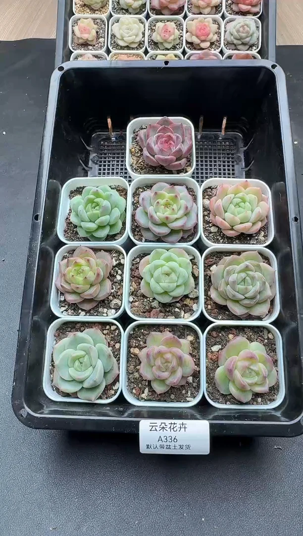 珍妮杂交多肉A336