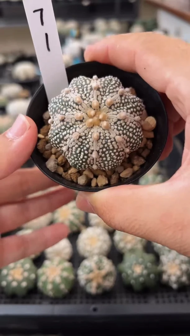 海星奇迹兜实生根仙人球编码71