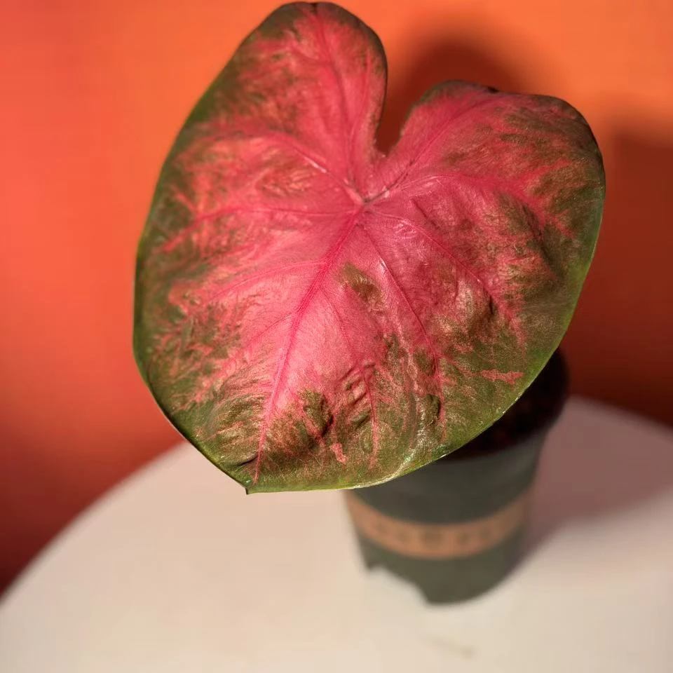 【熔岩】彩叶芋桌面阳台室内热植ins风（微叶损无售后）