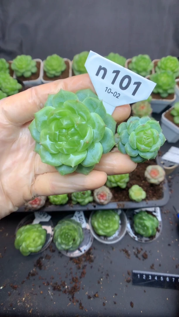 n101 遥遥珍妮 双头 裸根 102