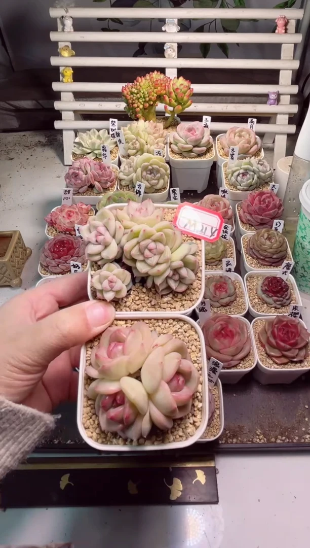 【闪购商品】M214针尖和月魄一物一拍