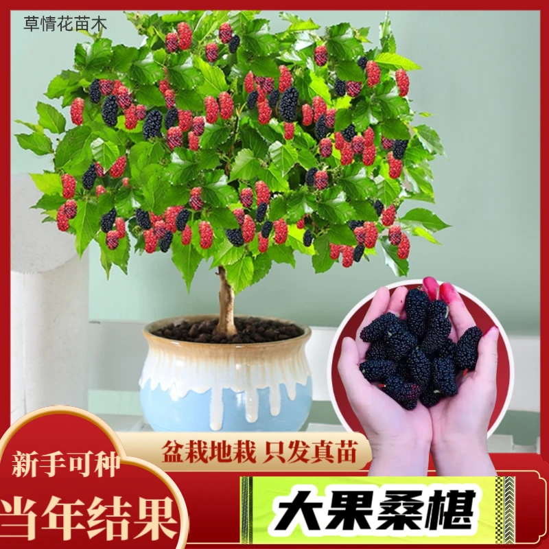 桑椹果树苗大果桑椹果树苗长果桑椹果树苗嫁接苗盆栽地栽庭院种植