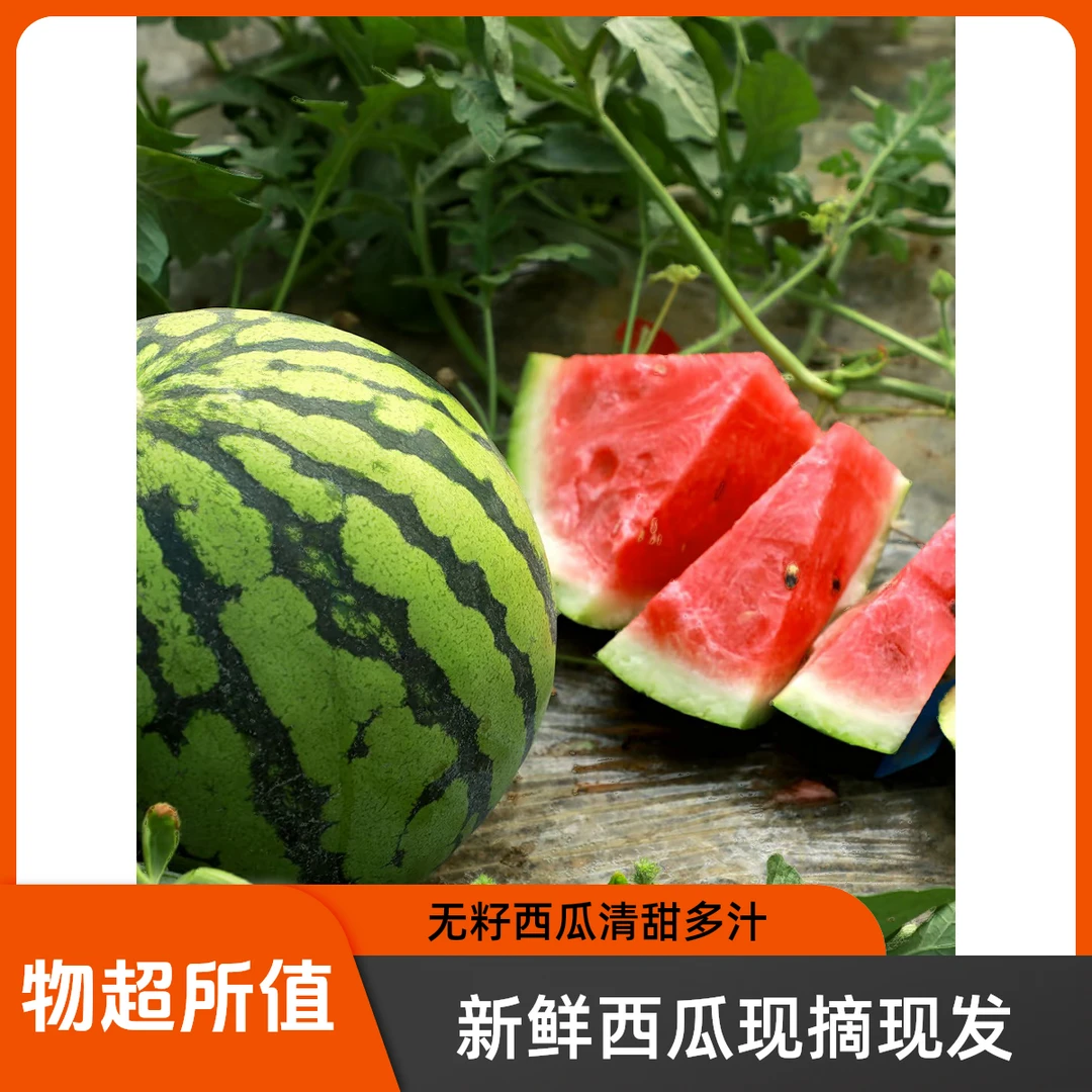 上海南汇头茬8424西瓜脆甜脆甜