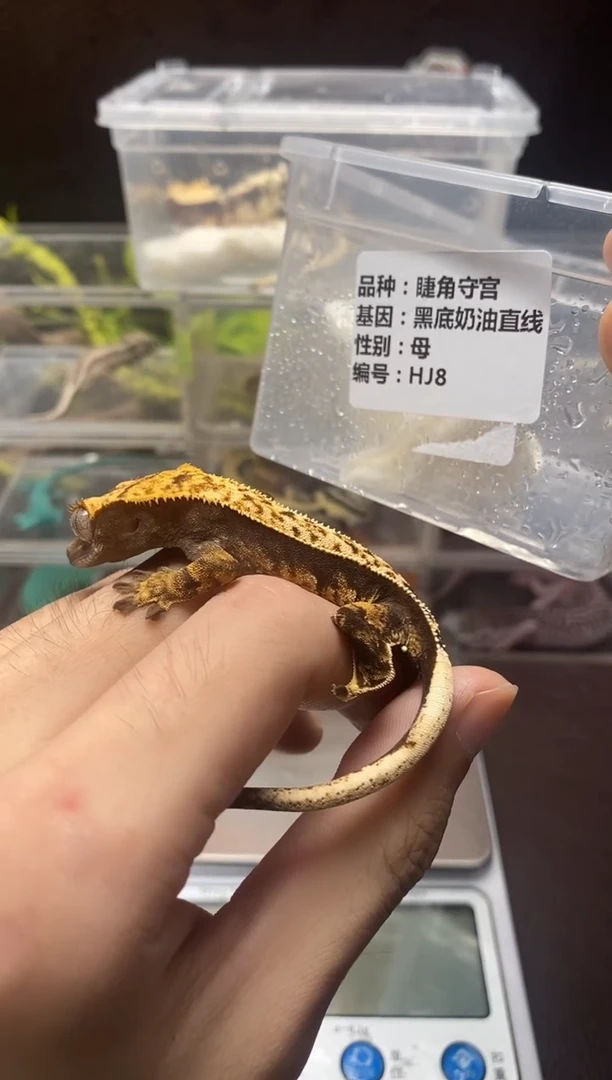 睫角守宫鳞与尾 Scale Tail 爬宠HJ8