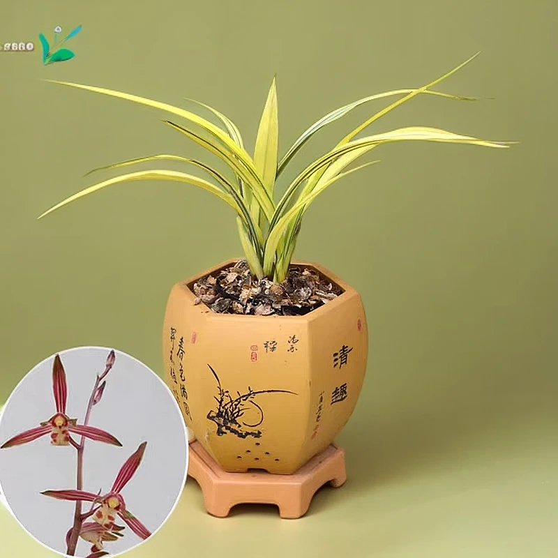 兰花苗墨兰黄金万代福 高叶艺中透艺草 名贵兰花室内绿植盆栽花卉