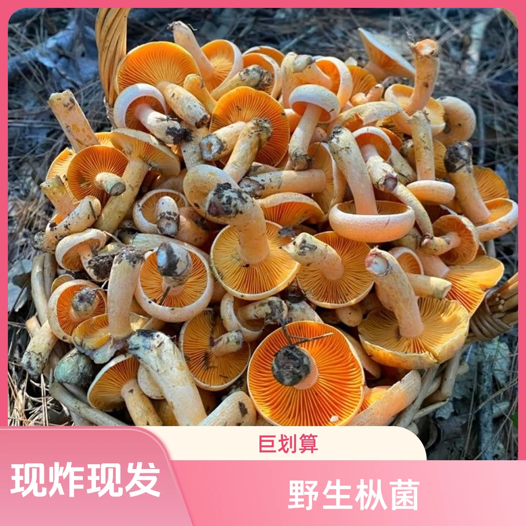【顺丰包邮】野生枞树菌现炸现卖纯菜籽油炸掉水份