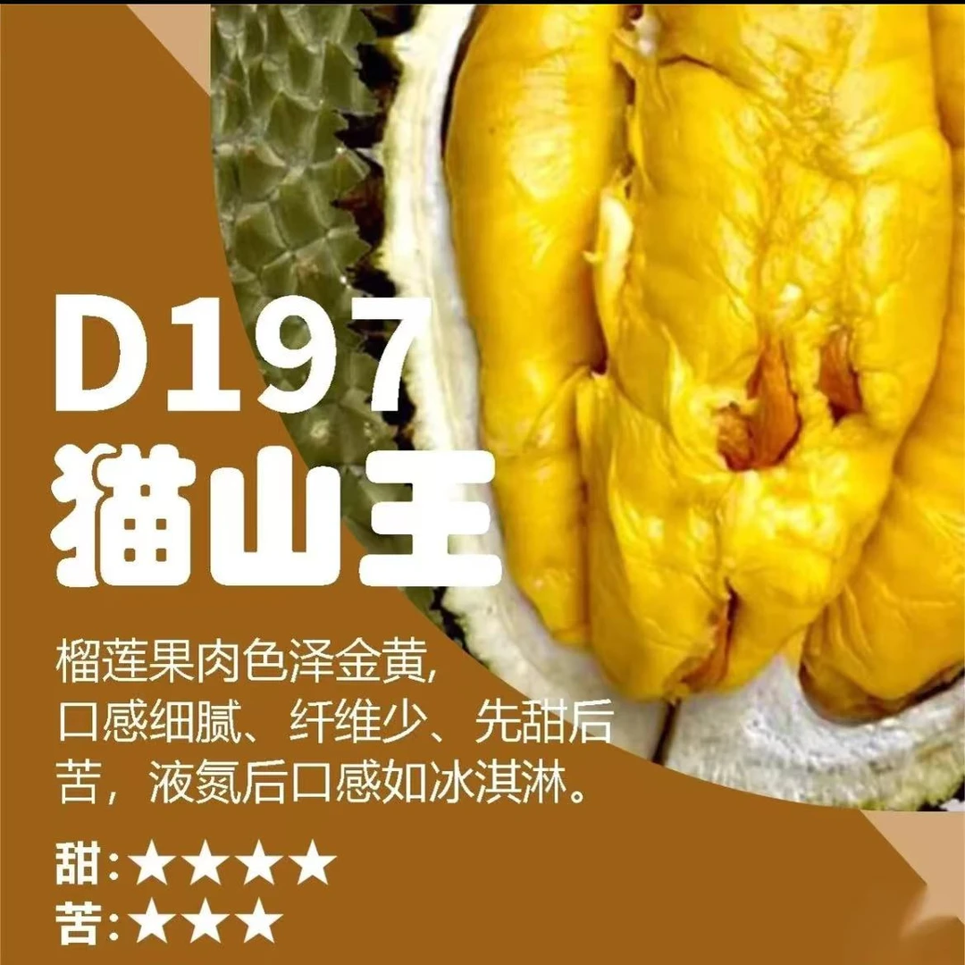 马来西亚D197猫山王猫山王马来西亚