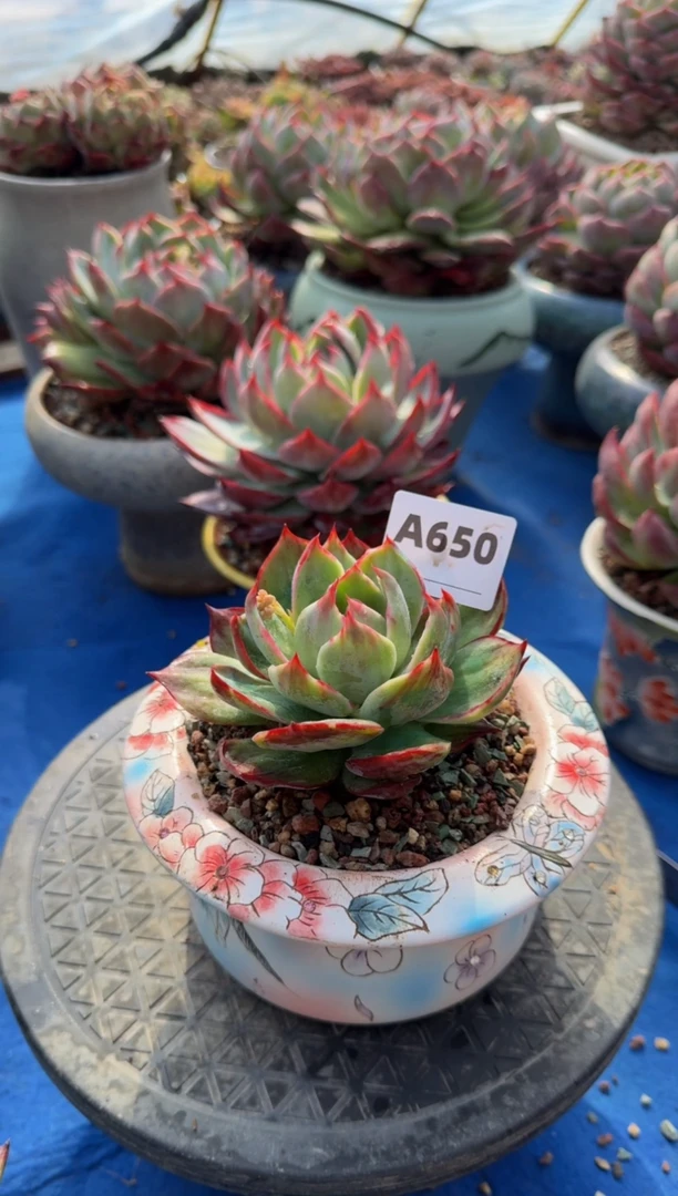 【闪购商品】A650惊鸿仙子（裸根发货）