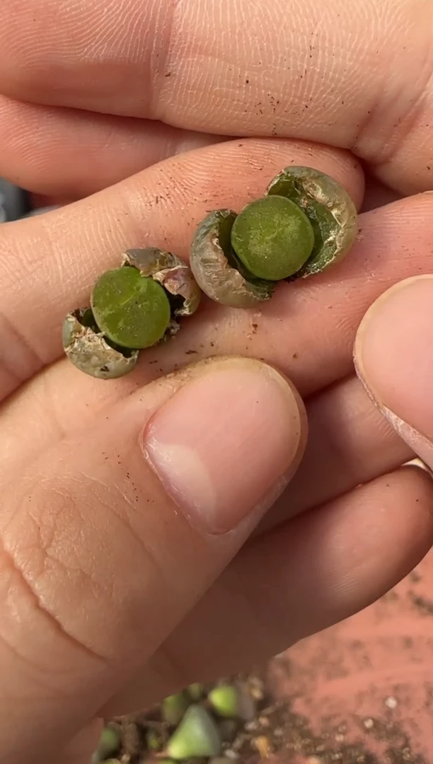 【闪购商品】13-61