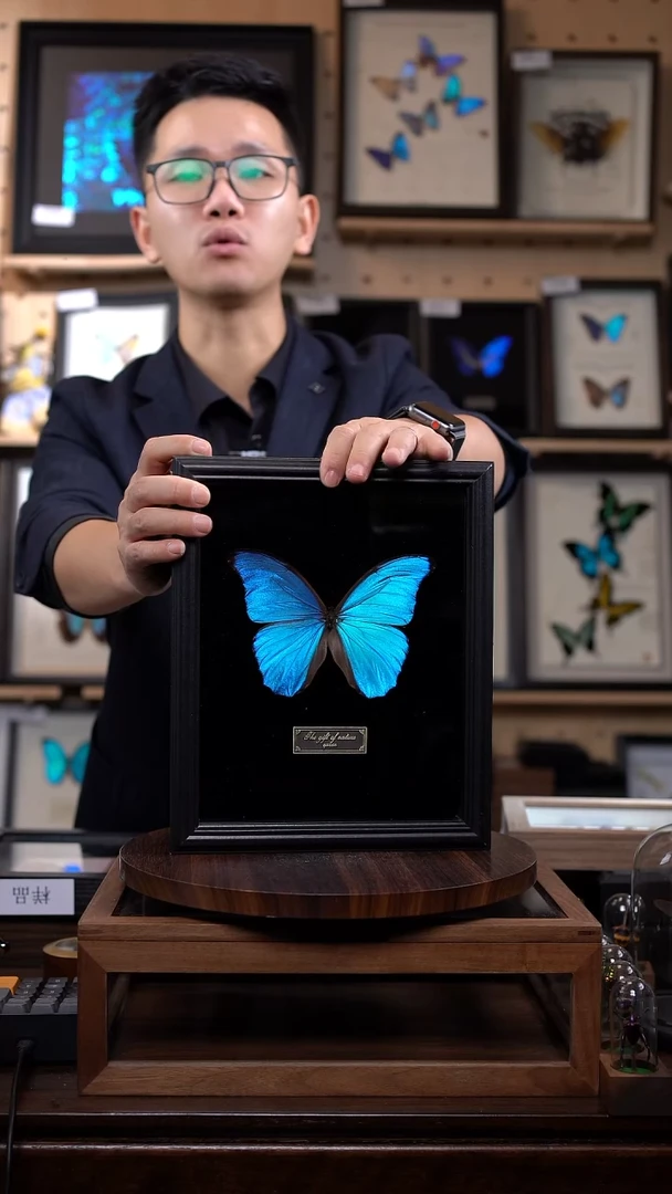 大蓝闪蝶黑绒底版10寸欧式框（带证书）