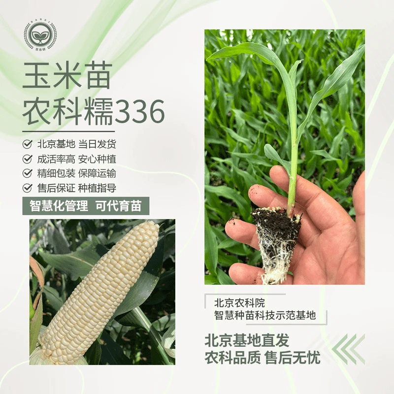 【农科院】玉米苗农科糯336鲜食水果玉米甜糯玉米蔬菜秧苗