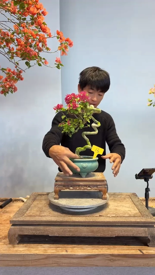 以实际为准城****院三角梅 13