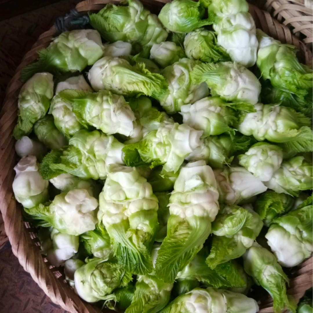 农村老乡自种新鲜儿菜现摘现发