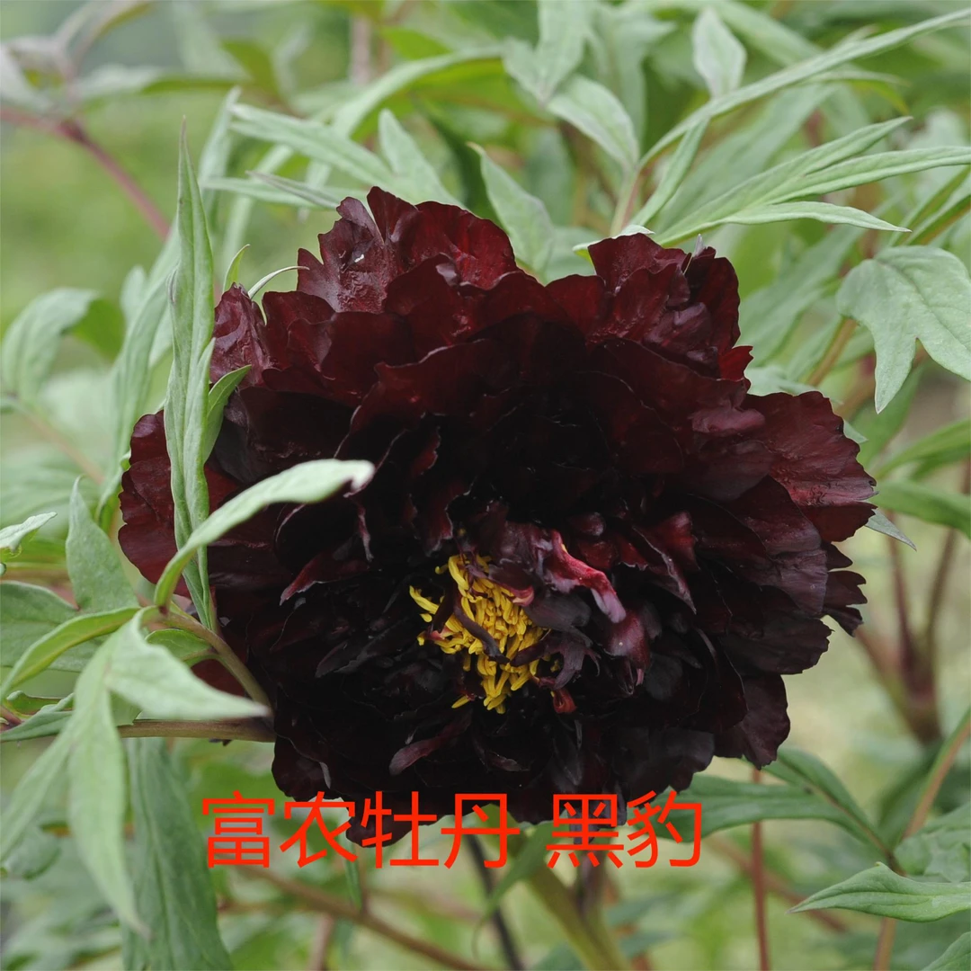 富农紫斑牡丹黑色系花卉