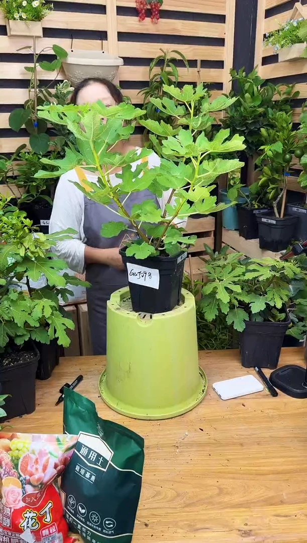 K***y一物一拍 金傲芬 2.8L GSJ 098