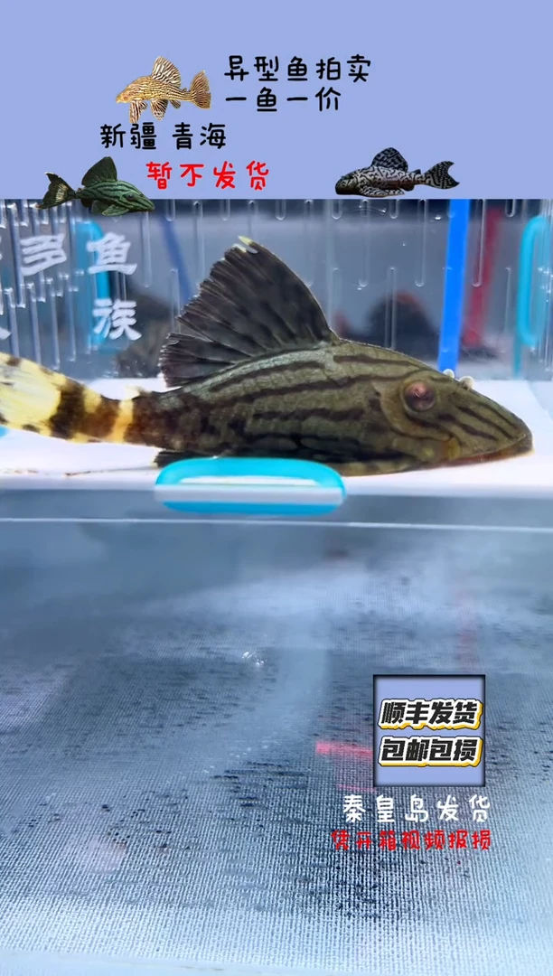 清道夫8+不包入缸损49