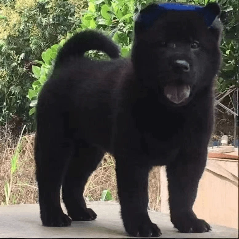 拉布拉多阿拉斯加边境牧羊犬等多种宠物犬