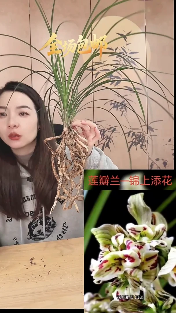 当前无花栽培后可以开花：锦上添花