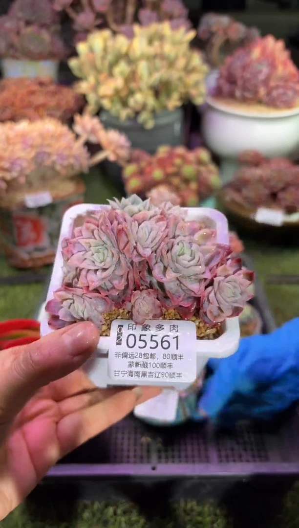 【闪购商品】05561