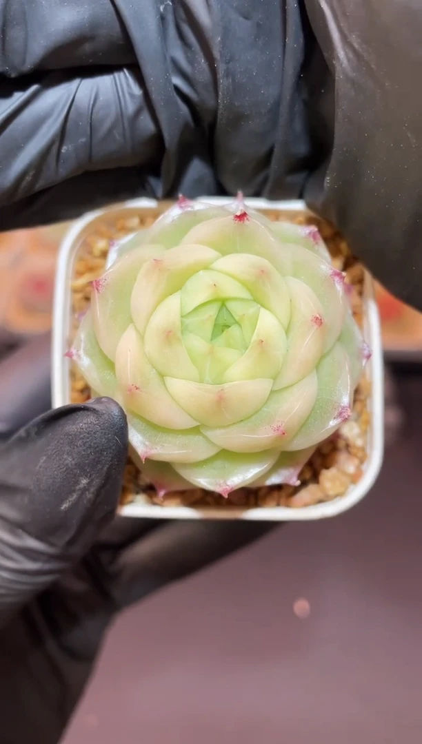 闪购1008 白果冻多肉一颗