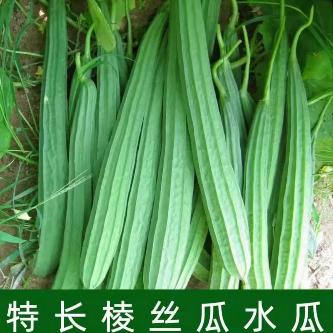 【棱角丝瓜种子】家庭阳台小院盆栽地栽四季种植