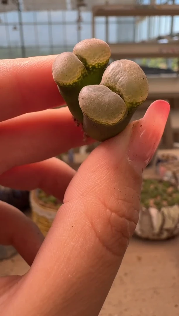 10-137多肉植物肉锥