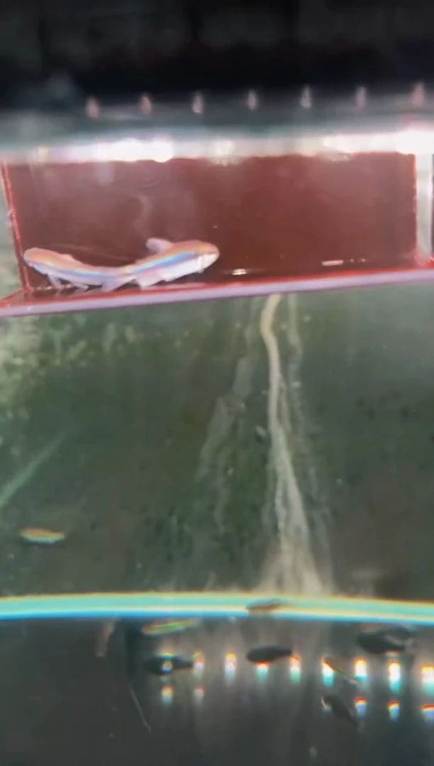 灯科鱼九*B08蓝帝1型*2