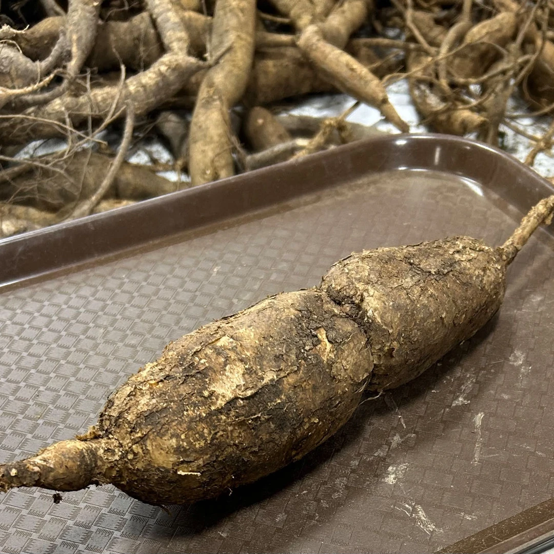 广西石山牛大力，500克