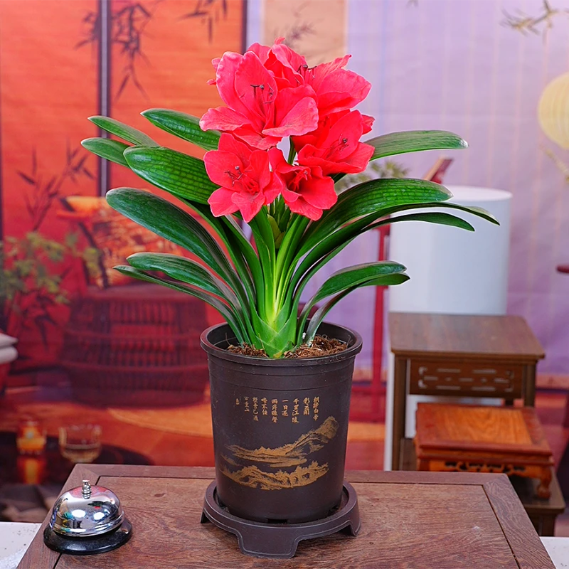 【红将军】带盆君子兰花卉植物室内易活绿植四季常青好养君子兰苗