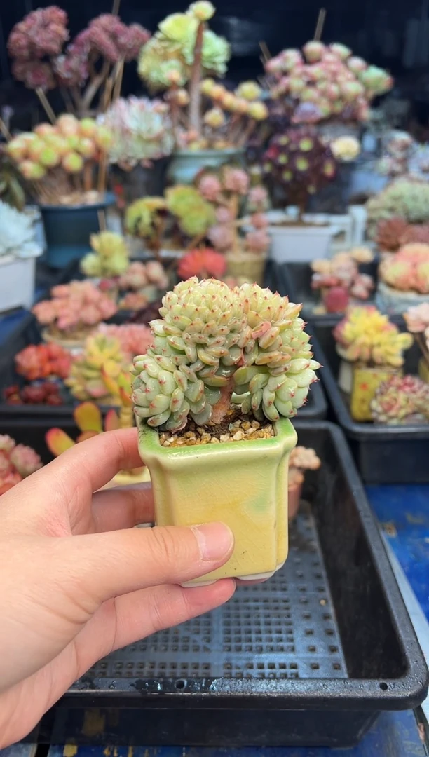 【闪购商品】306不带盆