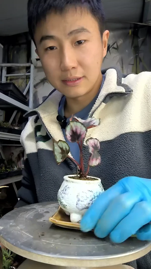 卡****地中青园艺一物一拍花61